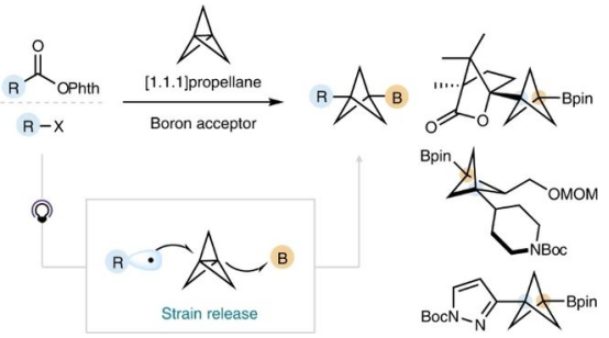 Nat. Chem.：無過渡金屬參與的[1.1.1]螺槳烷的雙官能團(tuán)化反應(yīng)