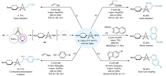 Fig. 3BCP-BF3K的合成及其光氧化還原轉(zhuǎn)化（圖片來源：Nat. Chem.）