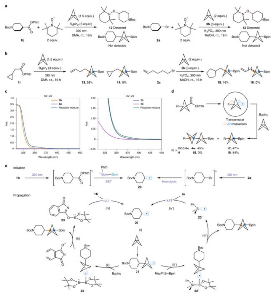 Fig. 4反應(yīng)機(jī)理研究（圖片來源：Nat. Chem.）