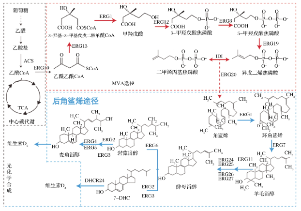 甾醇代謝合成途徑